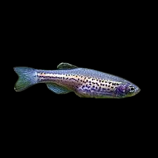 Leopard Danio