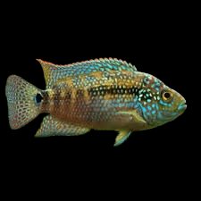 Jack Dempsey Cichild