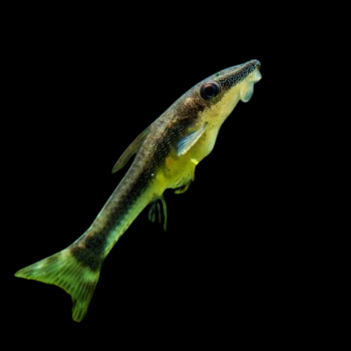 Otocinclus Catfish