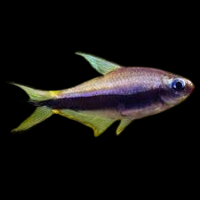 Emperor Tetra