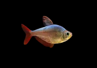Columbian Tetra