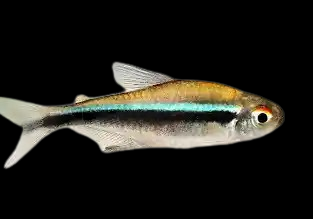 Black Neon Tetra