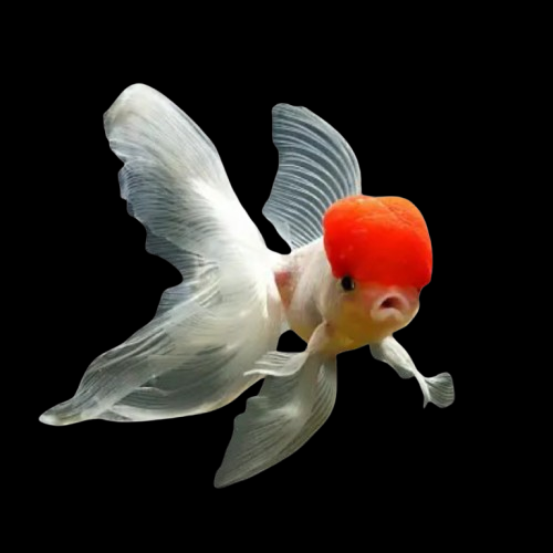 Red cap oranda 40-50mm