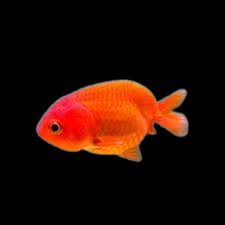 red ranchu 40-50mm