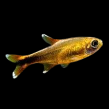 Silvertip Tetra