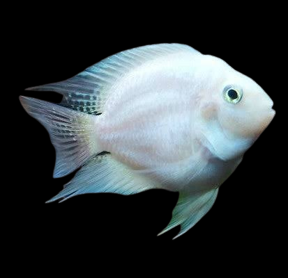 Platinum polar parrot