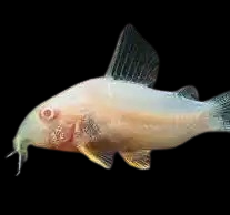 albino corydoras