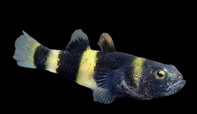 bumble bee goby