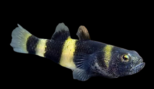 bumble bee goby