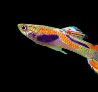 endler guppy