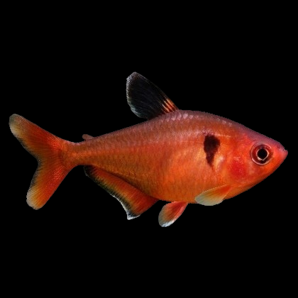 serpae tetra
