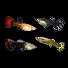 assorted guppy female