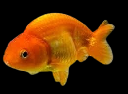 B-grade goldfish