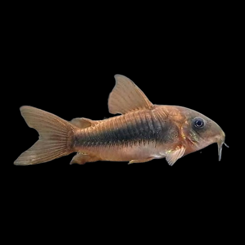 bronze corydoras