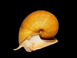 apple snail