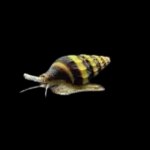 assasin snail