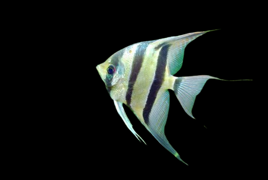 Angelfish