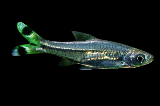 Scissortail Rasbora