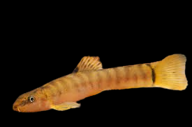 Notostigma Loach