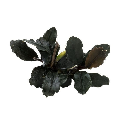 Bucephalandra 'Brownie Blue'