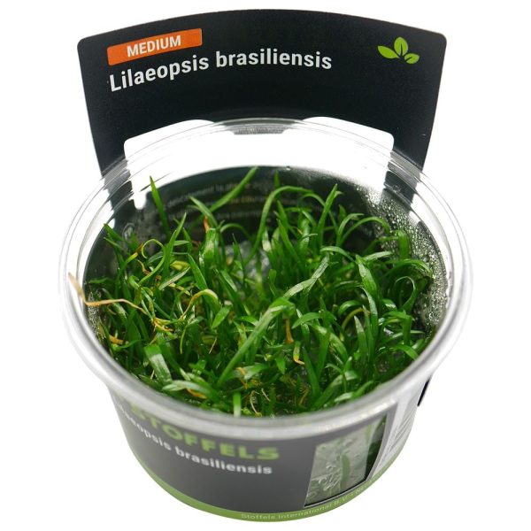 Stoffels lilaeopsis brasiliensis TC