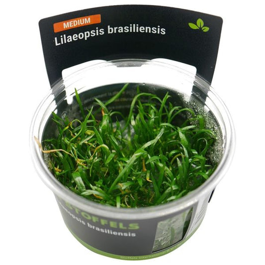 Stoffels lilaeopsis brasiliensis TC