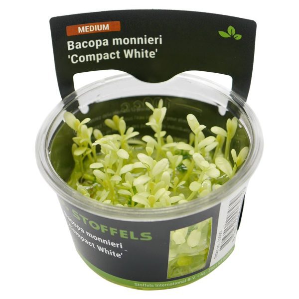 Stoffels bacopa monnieri 'compact white' TC