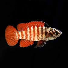 Black Tiger Badis