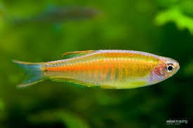 Glowlight Danio
