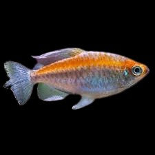 Congo Tetra