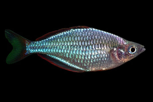 Dwarf Neon Rainbow fish