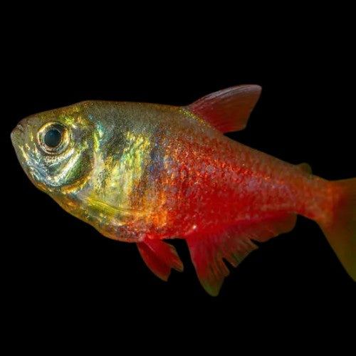 Flame Tetra