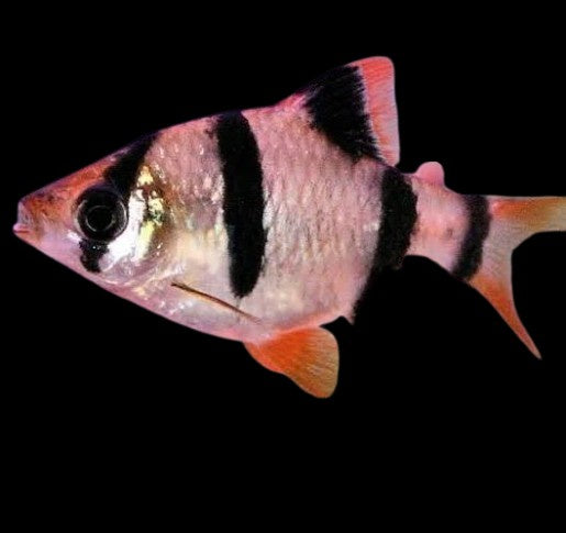 Tiger Barbs