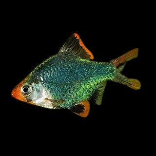 Green Tiger barb
