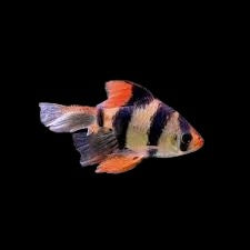 Longfin Tiger barb