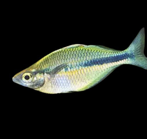 Kutubu Rainbow Fish