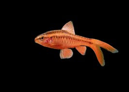 Longfin Cherry barb