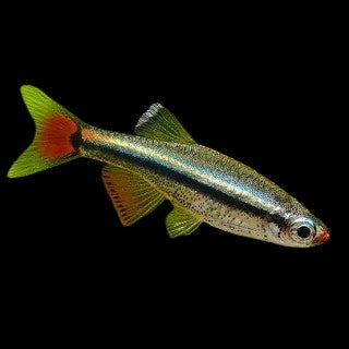 White Cloud Minnow