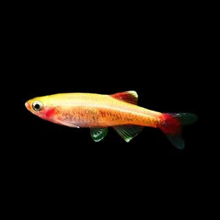 Golden white cloud minnow