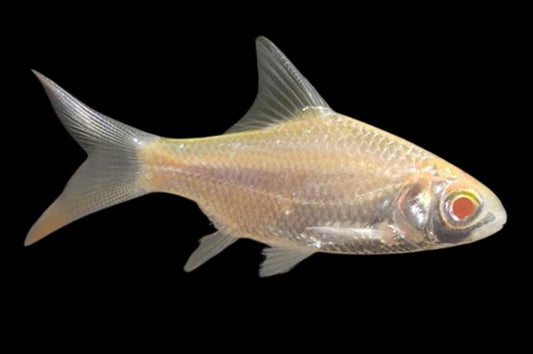 Albino Tinfoil barb