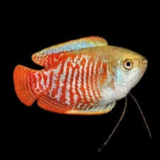 Red Dwarf Gourami