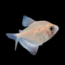 White widow tetra