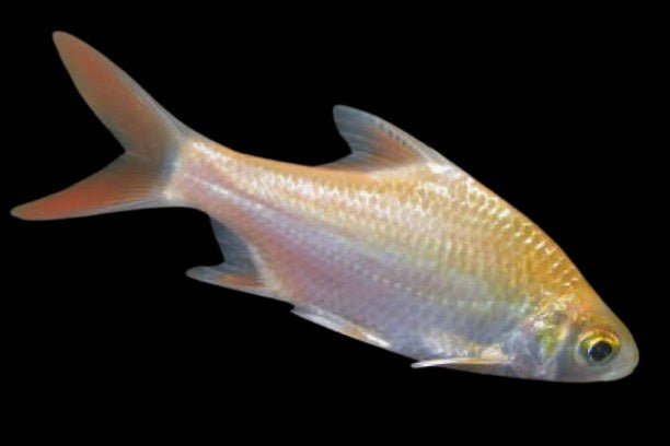 Redtail tinfoil barb