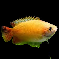 Yellow Honey Gourami