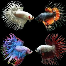 Crown Tail Fighter Fish (Male)