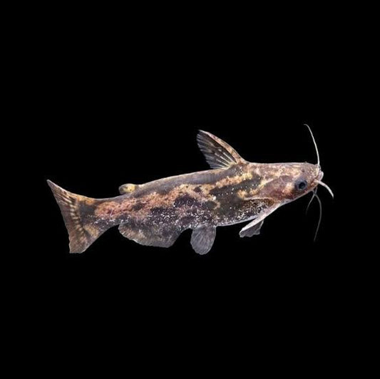 Wood Catfish