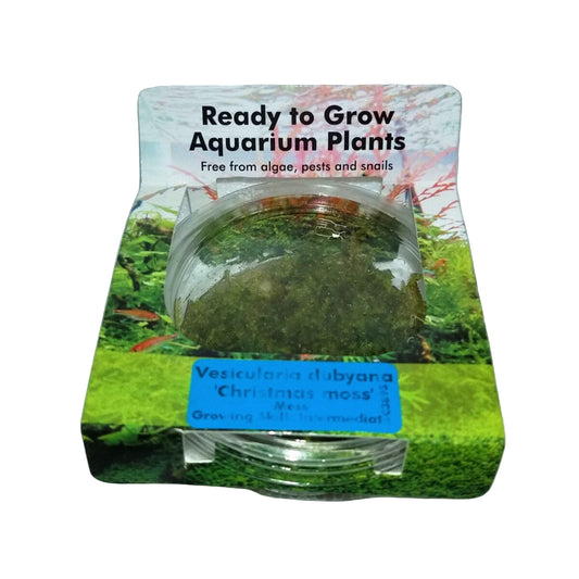 RTG Vesicularia dubyana 'Christmas moss' TC