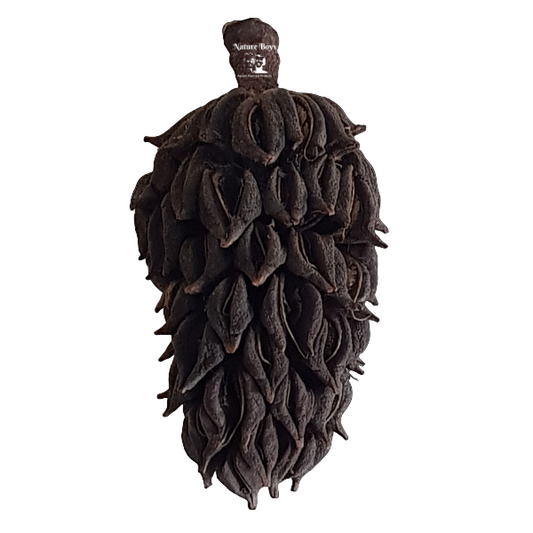 Nature boys magnolia cone M-L