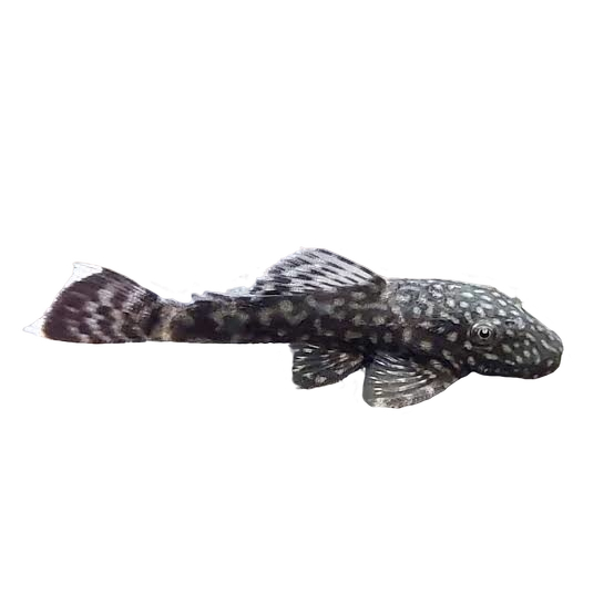 plecostomus (normal)
