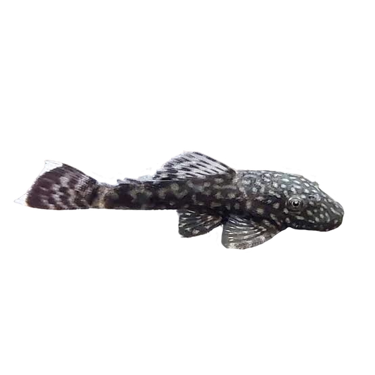 plecostomus (normal)